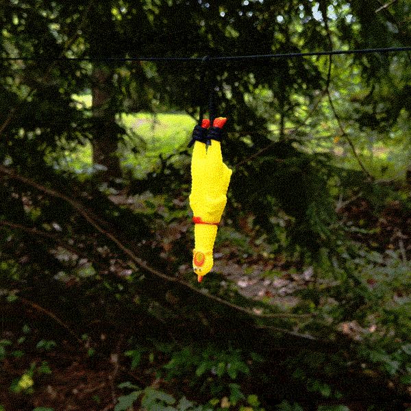 Shrilling Chicken Target